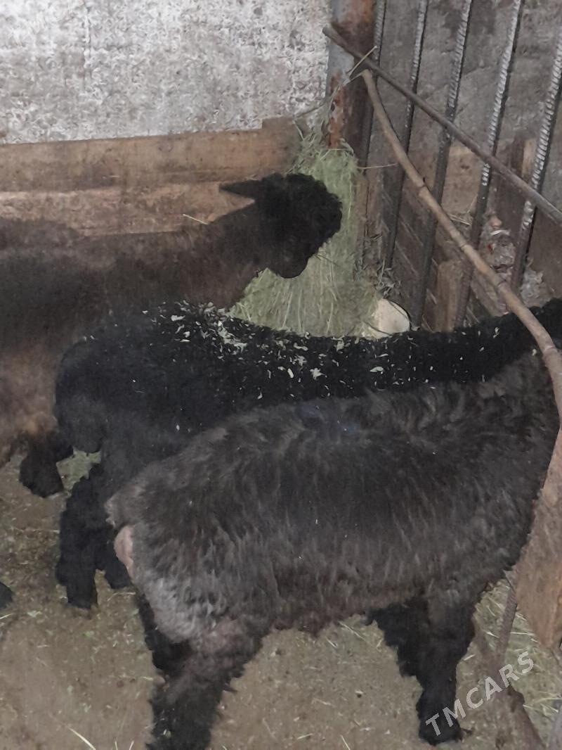 Tokly - Hitrowka - img 1