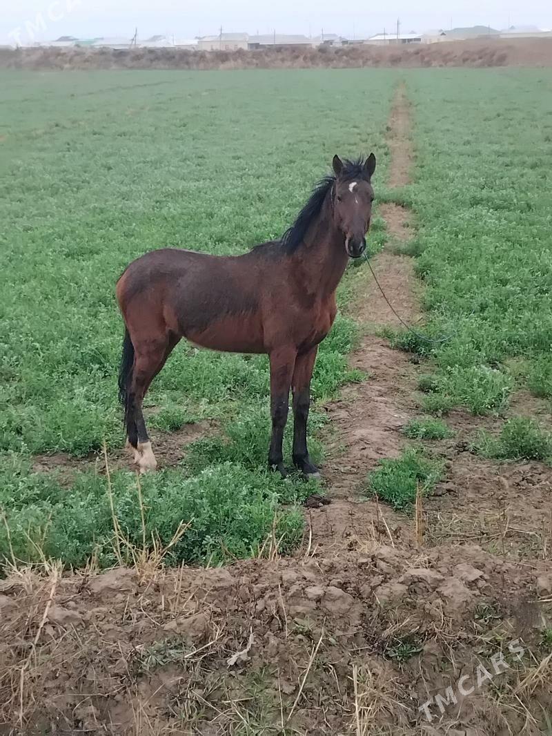 ady aýhan - Векильбазар - img 1