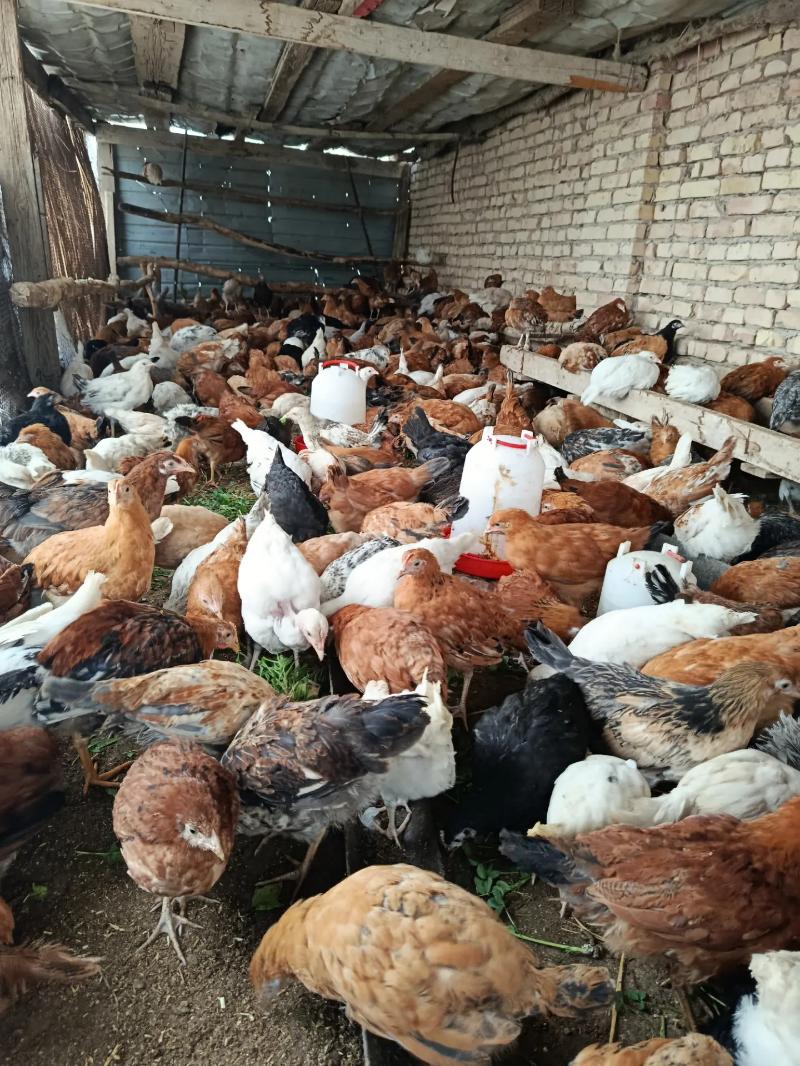 ПАРОДНЫ АЙАГЫ ПЕРЛИ ЖУЙЖЕ - Çärjew - img 1