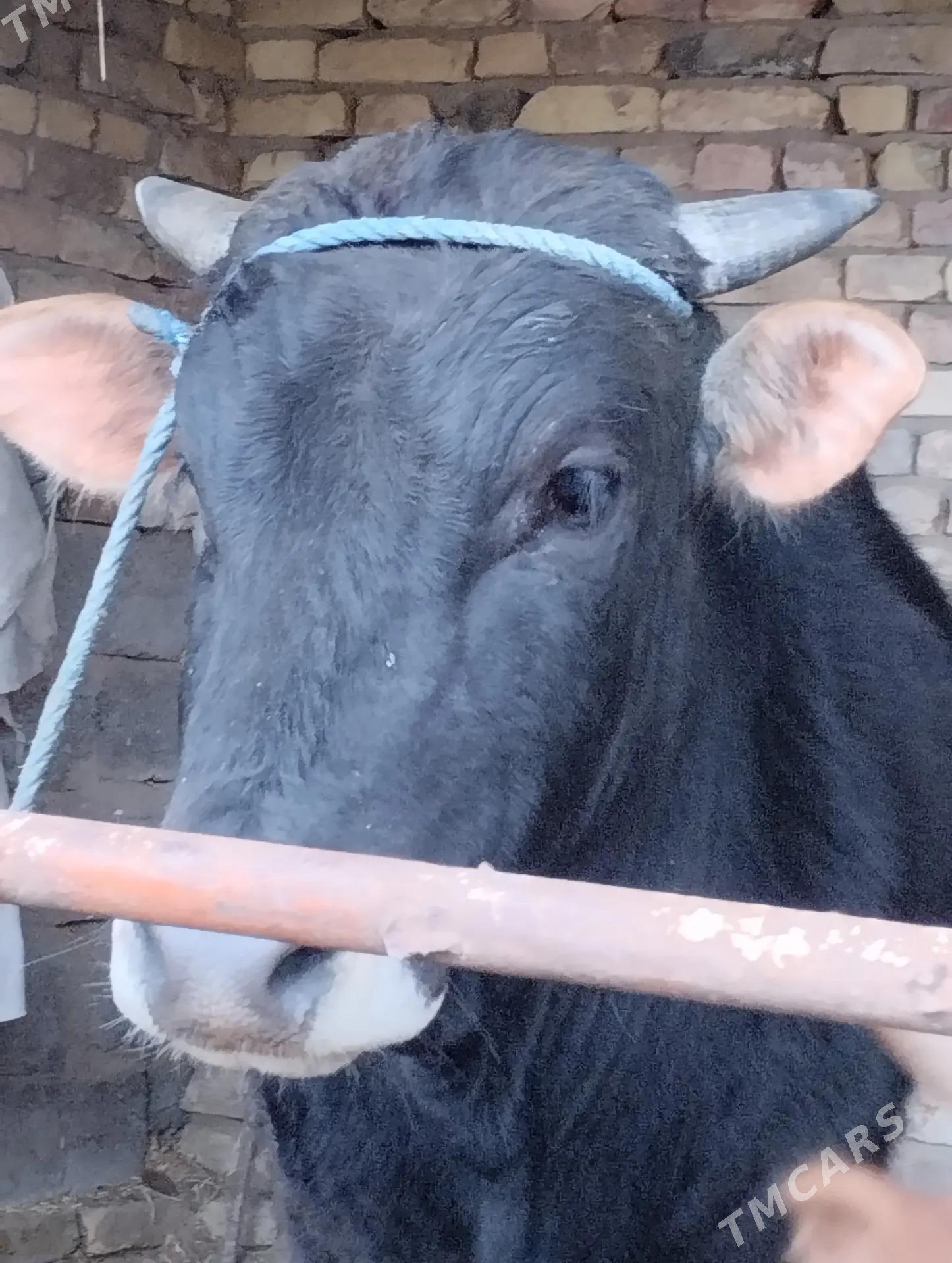 Ökuz - Туркменабат - img 1