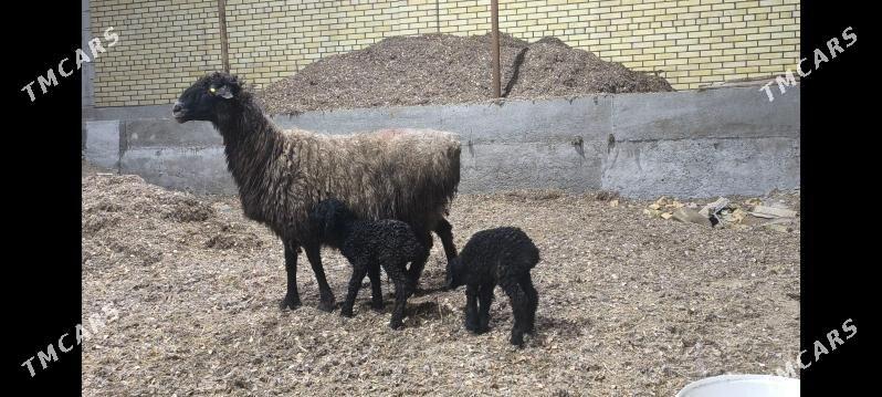 ekiz guzuly goýun - Векильбазар - img 1