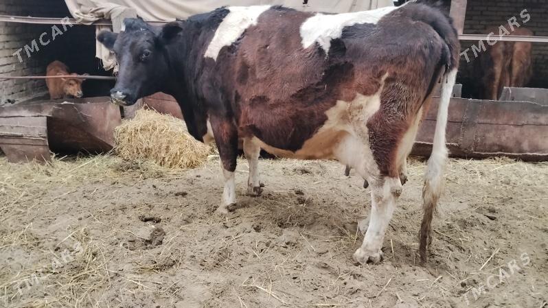 Etik bogaz - Farap - img 1