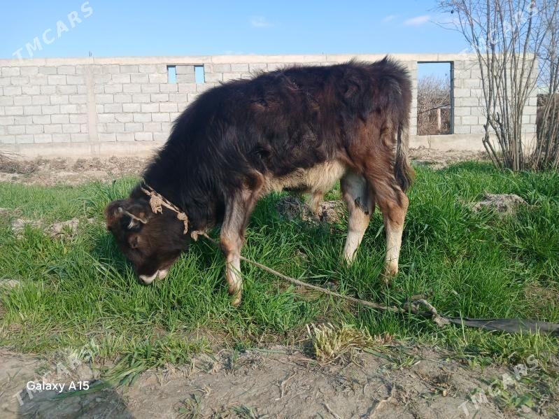 Okuz - Gökdepe - img 1