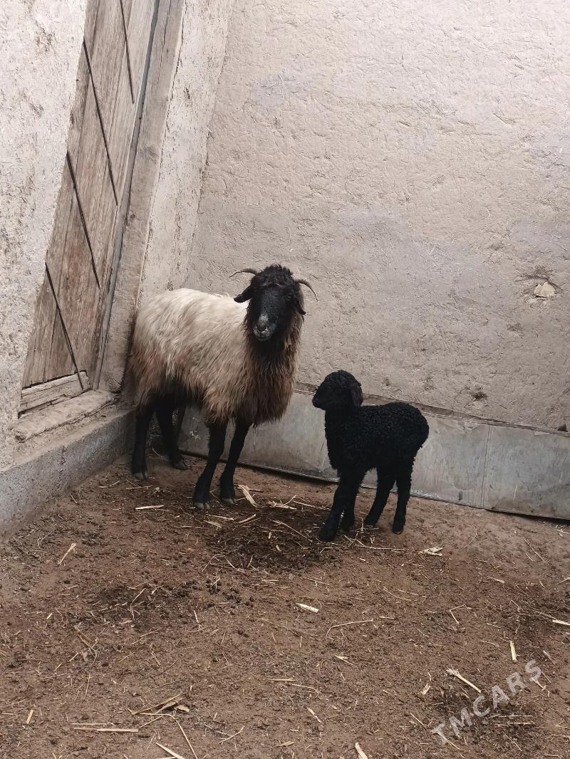 Guzuly Goyun - Görogly (Tagta) - img 1