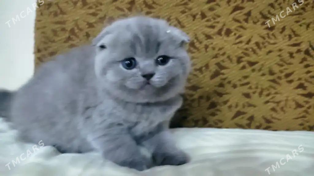 шотландцы - Aşgabat - img 1