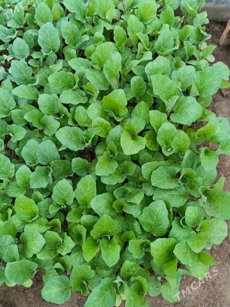 Şytil - Büzmeýin - img 1