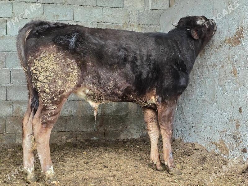 tohum okuz - Ашхабад - img 1