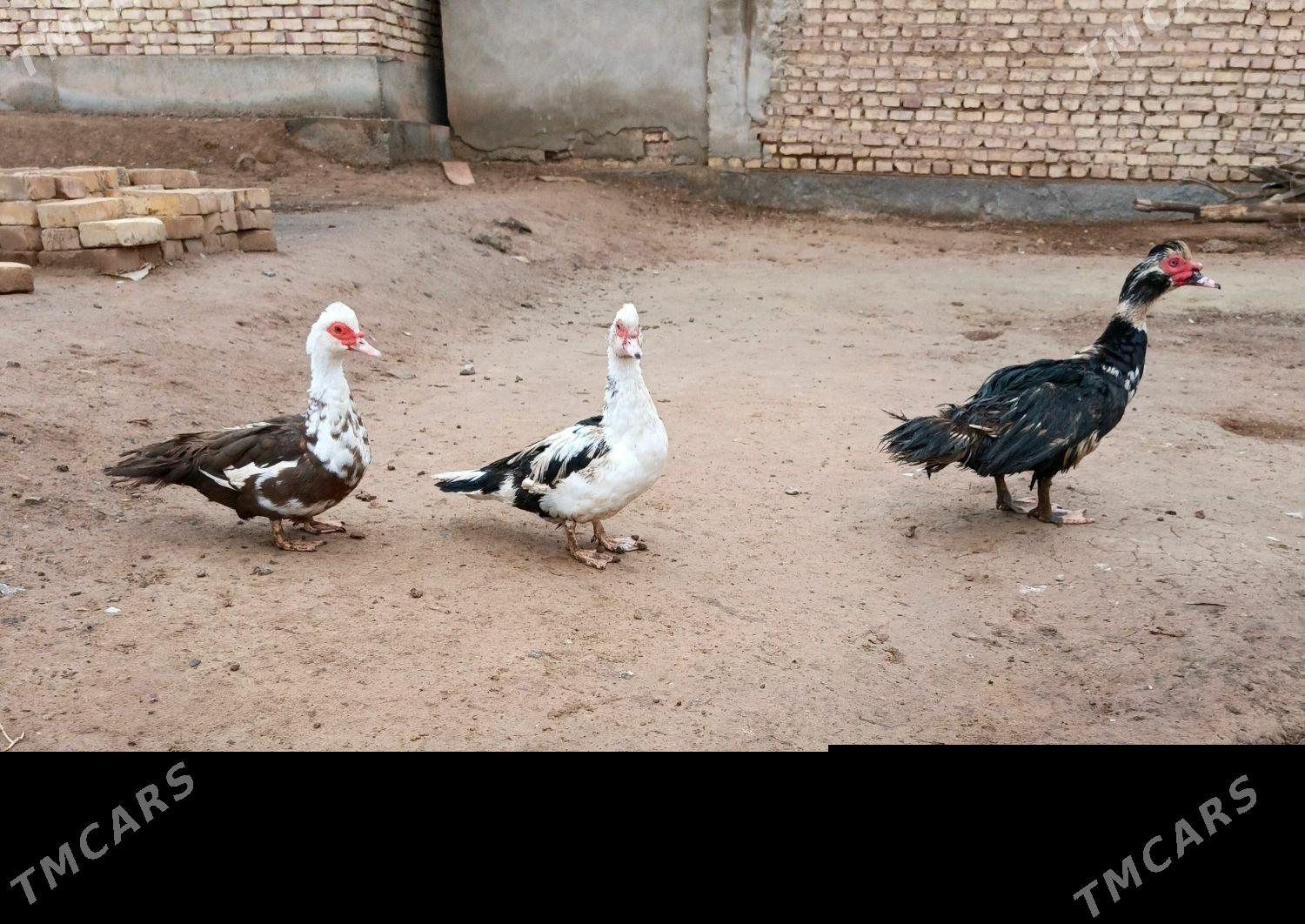 indautga - Теджен - img 1