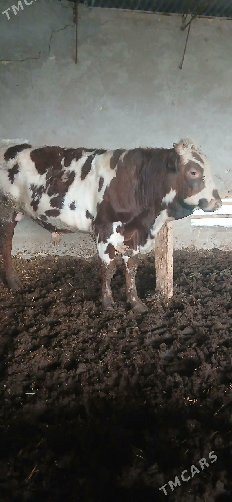 окуз - Туркменгала - img 1