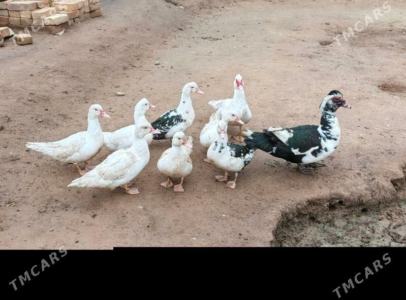 indautga - Теджен - img 1