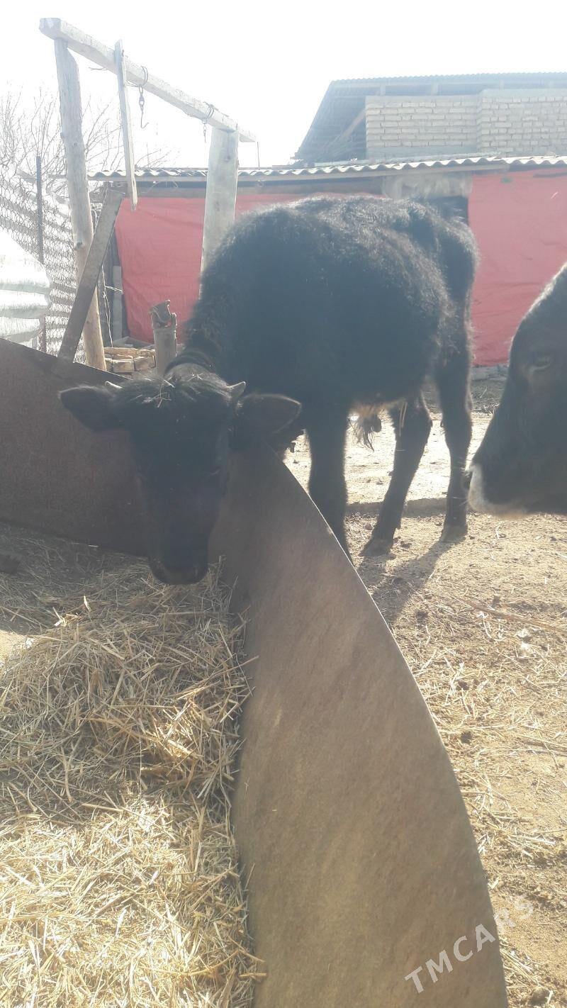 okuz - Гёкдепе - img 1