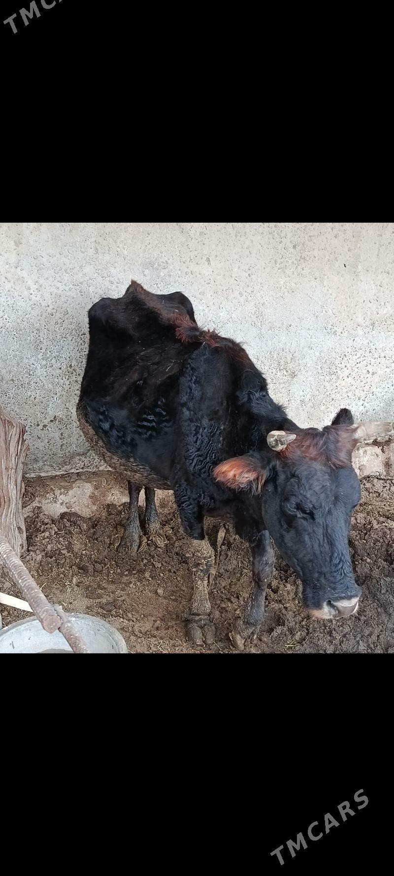 goleli sygyr - Векильбазар - img 1