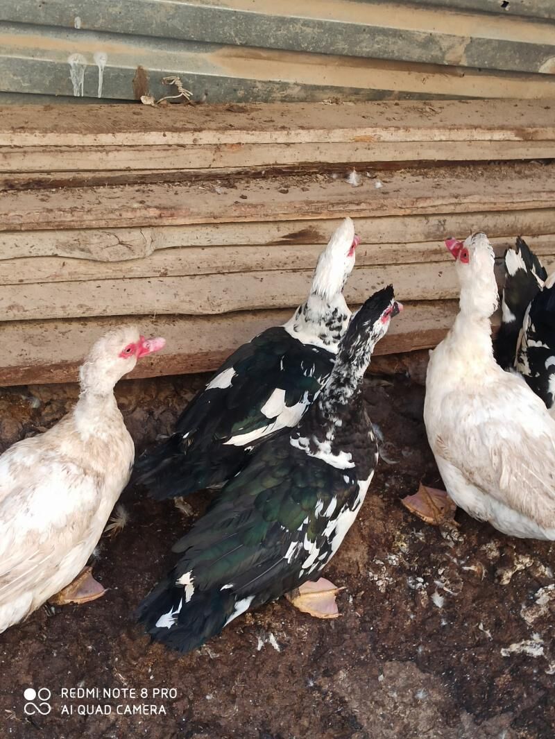 muskus erkek - Türkmenabat - img 1