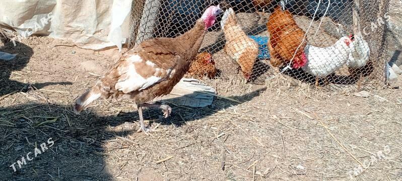 induk horaz - Тязе заман - img 1