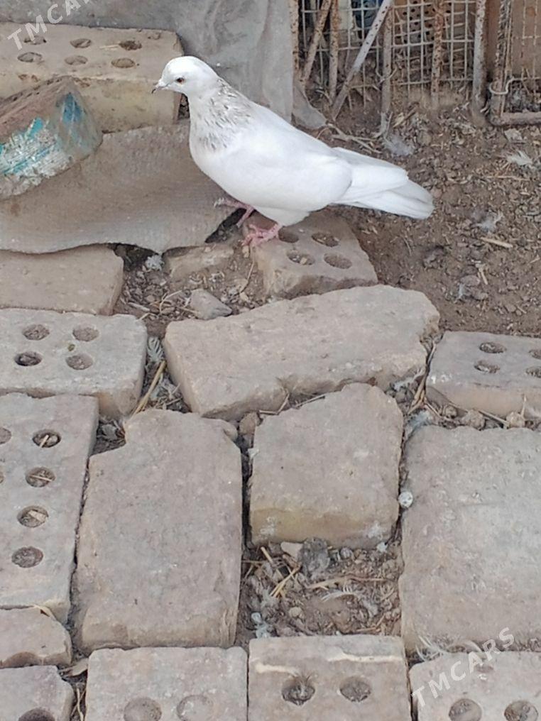 kepderi - Mary - img 1