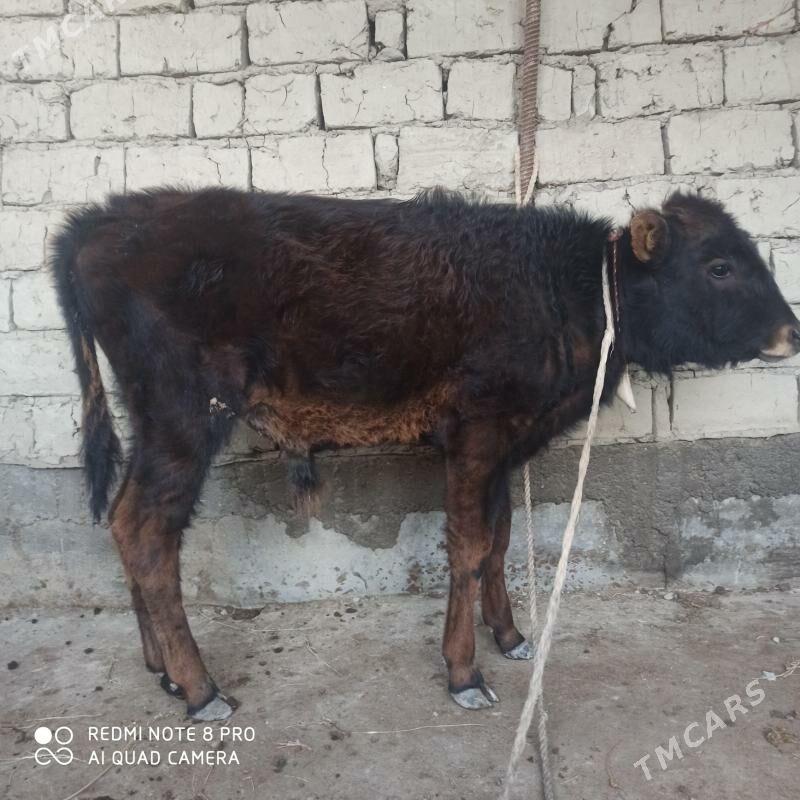 ŞWES ÖKÜZ - Гёкдепе - img 1