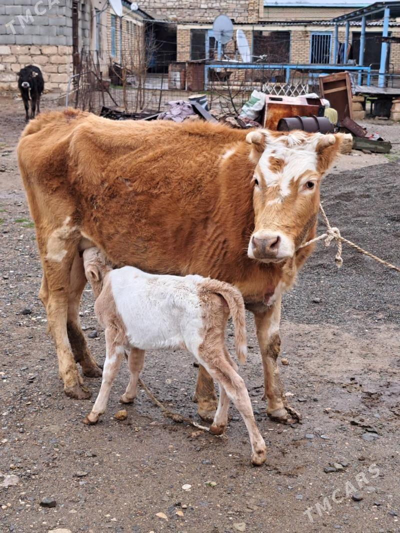 gölelei sygyr - Гызыларбат - img 1