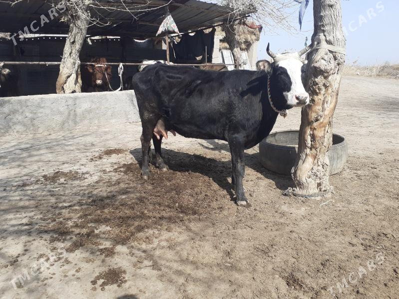 saglyk sygyr - Сакар - img 1