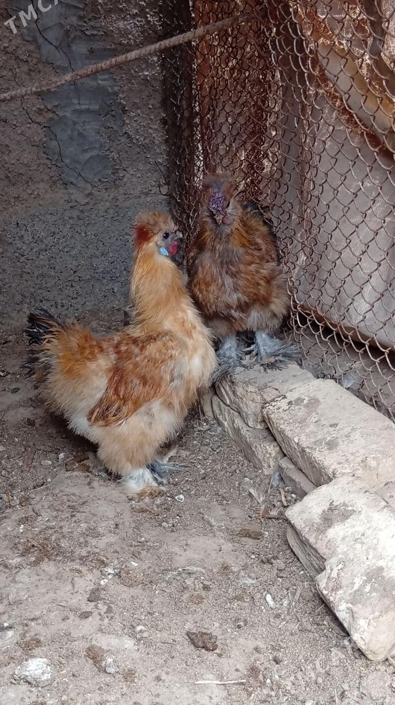 towsan tüy towuk - Tejen - img 1