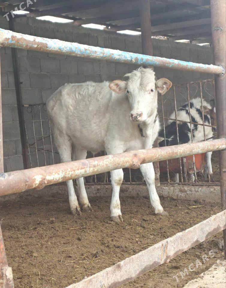 Golişdeÿin tüweler - Büzmeýin - img 1