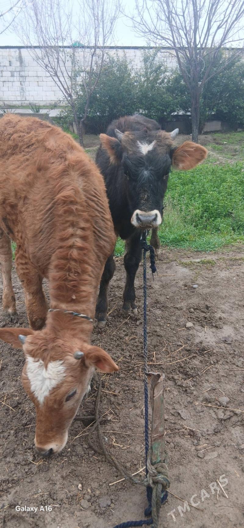 Şwes öküz we tüwe - Gypjak - img 1