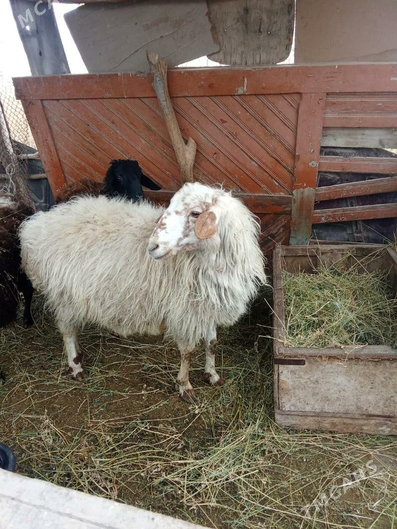 Goyun - Türkmenabat - img 1