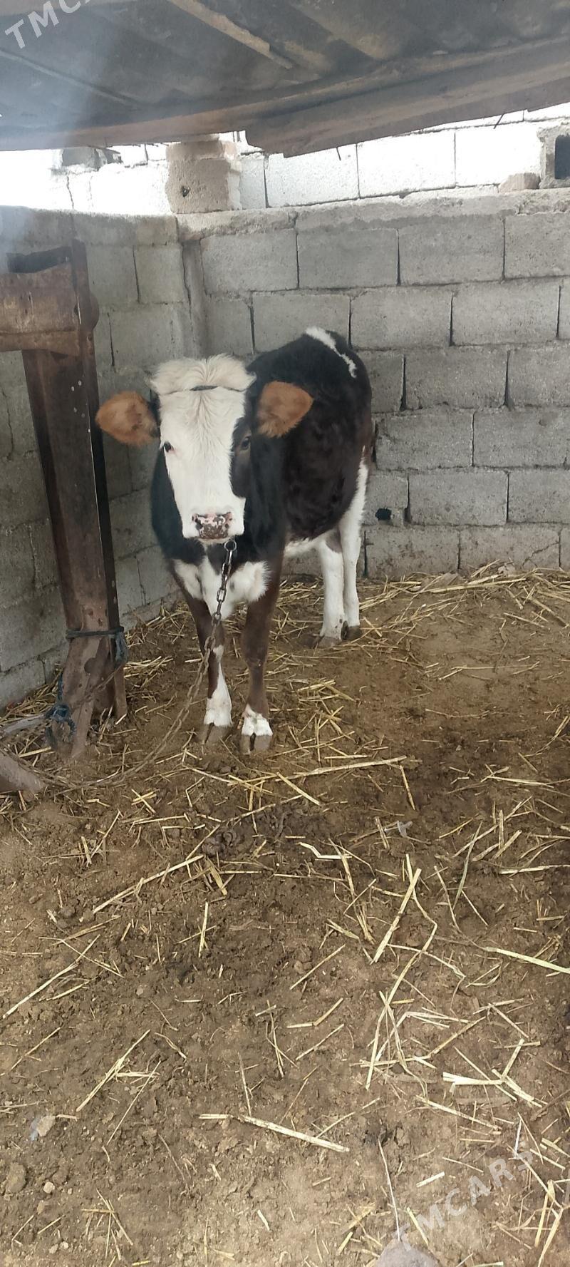 Sygyr - Bagyr - img 1