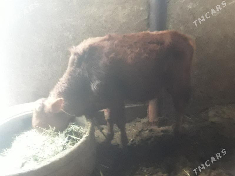 Öküz - Ak bugdaý etraby - img 1