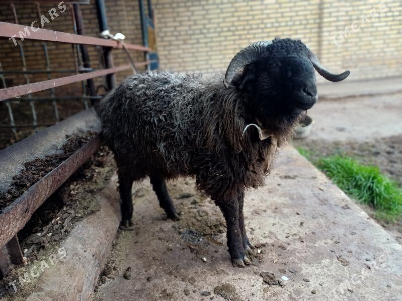 Goç - Чарджоу - img 1