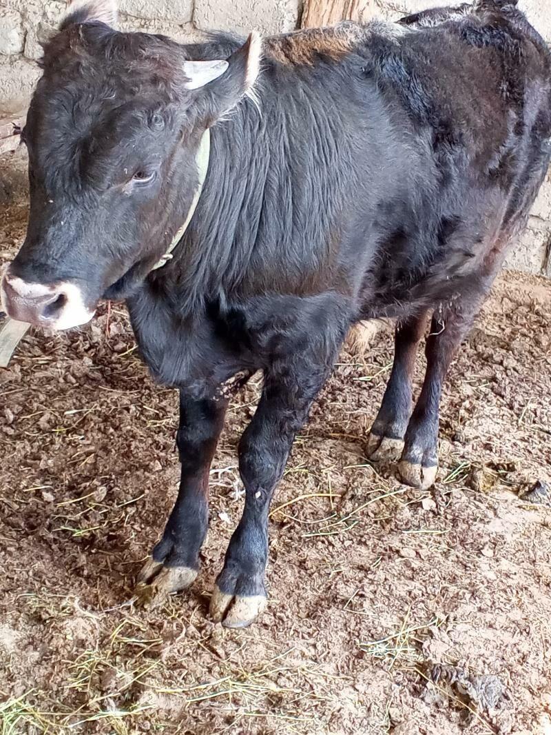 öküz - Änew - img 1