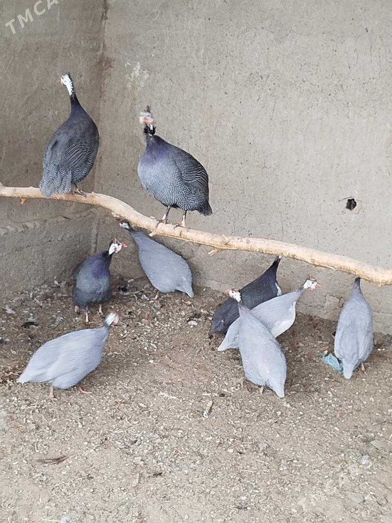 Kakilik yumutga - Tejen - img 1