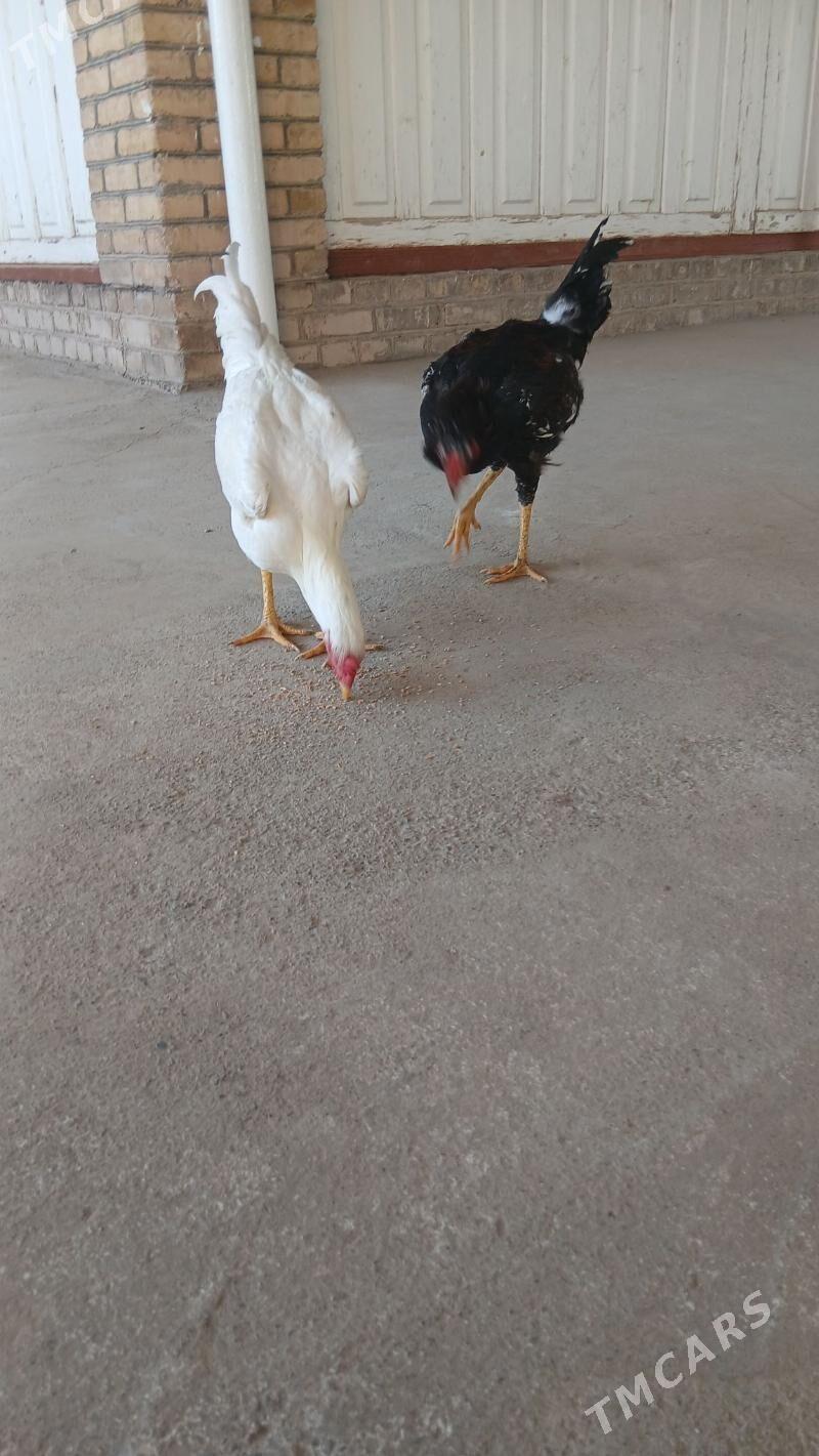 Paroda mitis - Wekilbazar - img 1