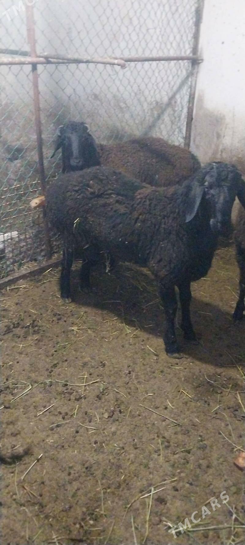 Gisar goç - Ялкым - img 1