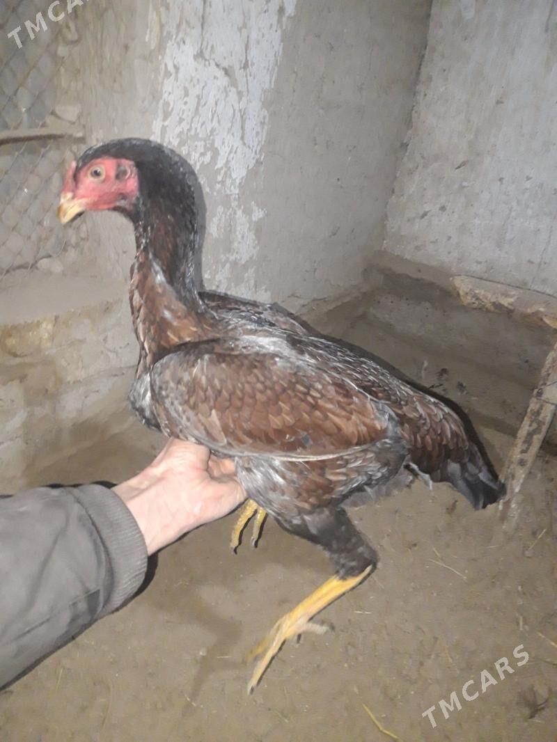 horoz - Baýramaly - img 1