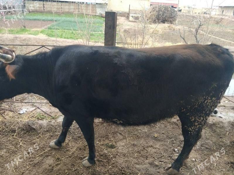 oy haywanlary - Wekilbazar - img 1