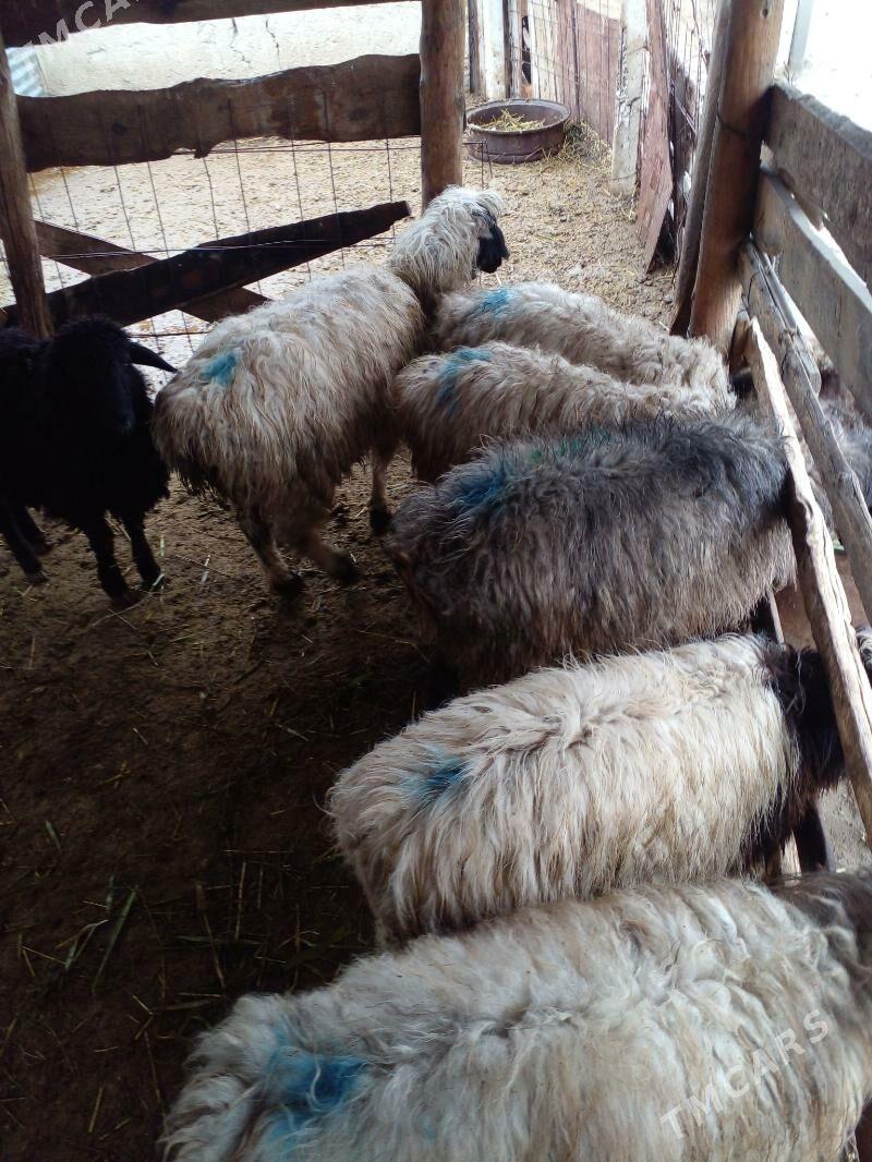 ìşek - Гёкдепе - img 1