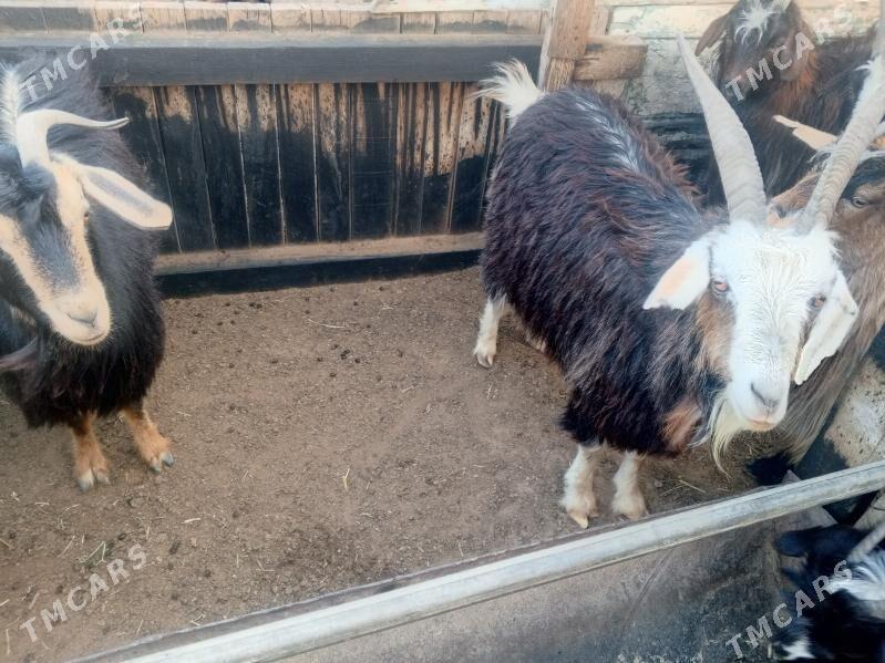 geçi - Джебел - img 1