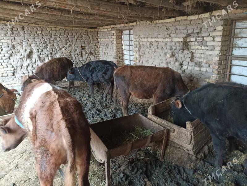 Öküzler - Байрамали - img 1