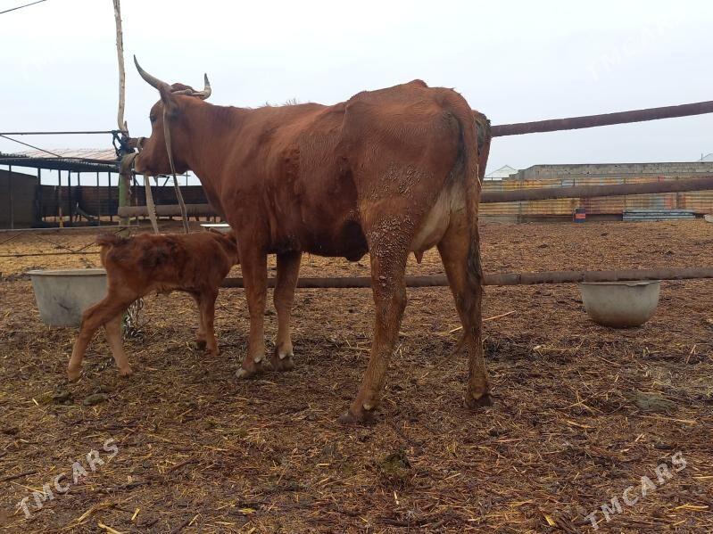 gõleli. - Векильбазар - img 1