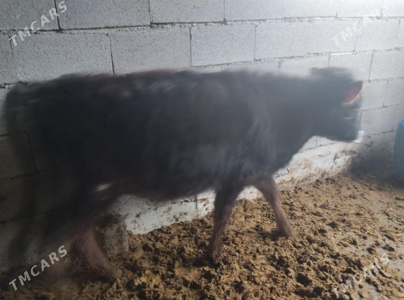 okuz - Бахарден - img 1