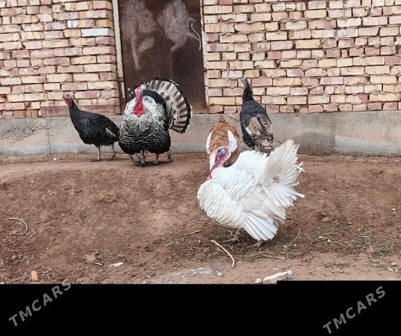 induk horaz - Tejen - img 1