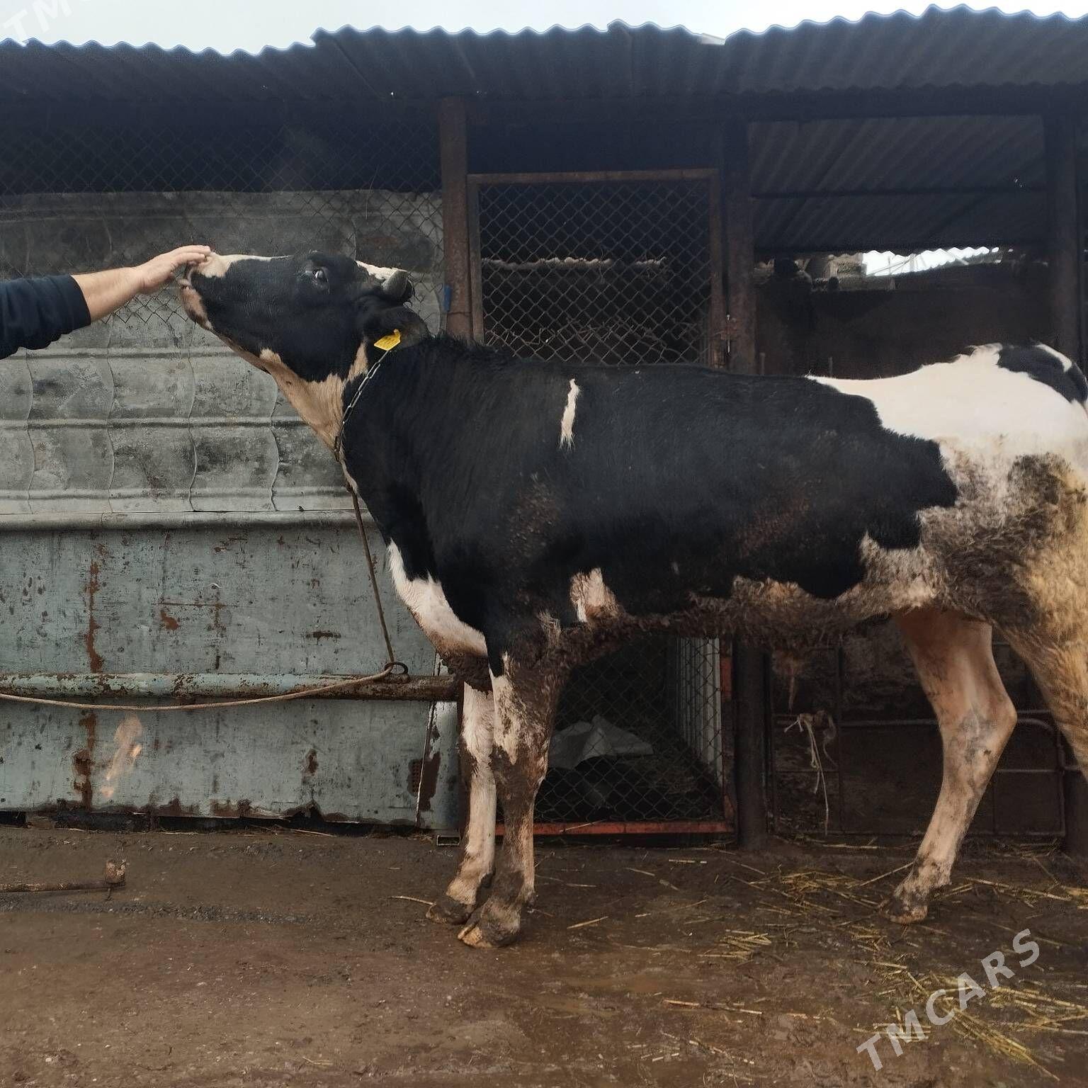 öküz tohumluk - Ýalkym - img 1