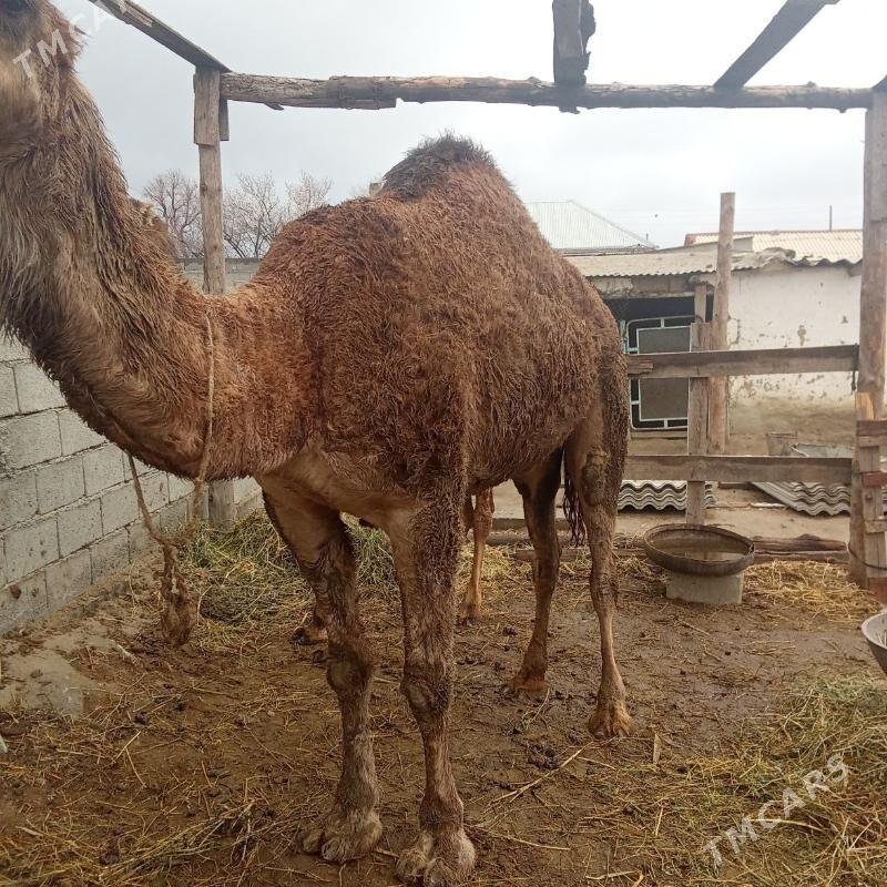 Duýe - Bäherden - img 1