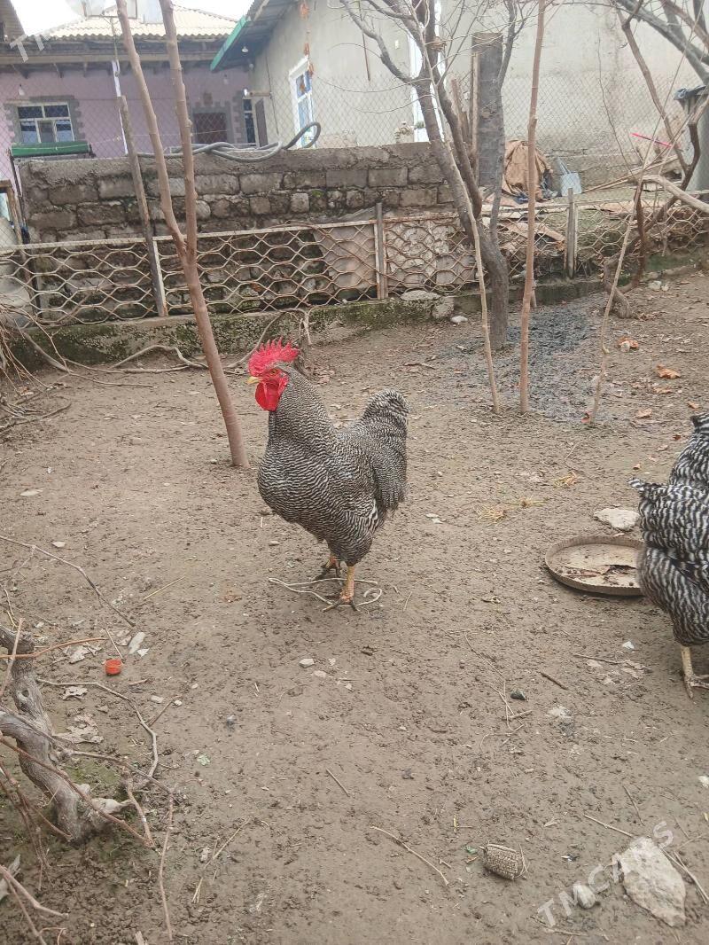 ÿumurtga - Анев - img 1