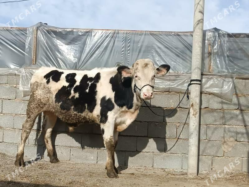 Оккз - Ашхабад - img 1