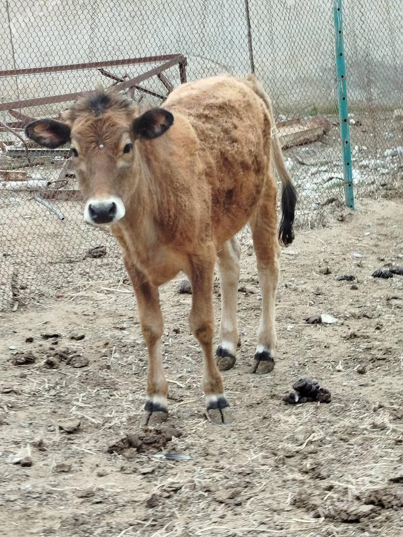 Tuwe - Büzmeýin - img 1