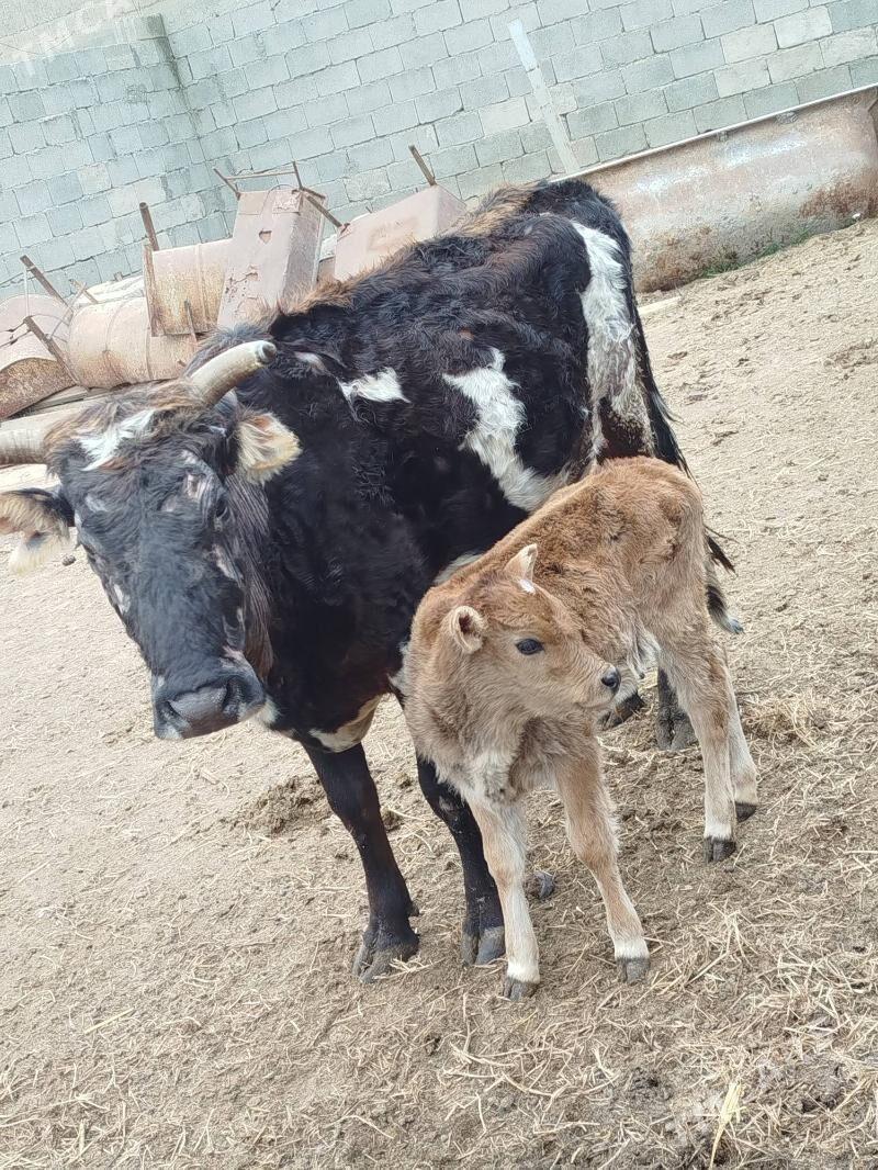 Goleli sygyr - Büzmeýin - img 1