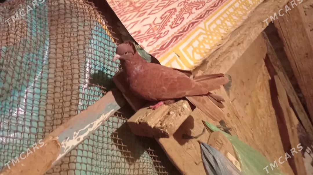 kepderi - Gyzylarbat - img 1