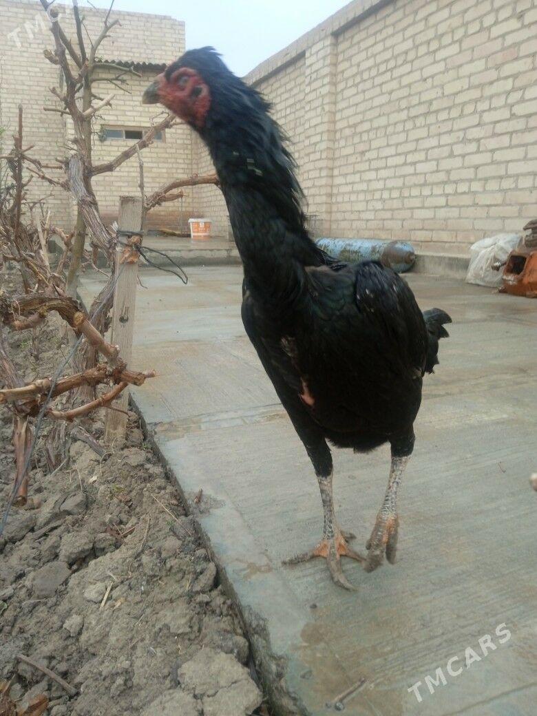 Baysov tovuk (pupek) - Туркменабат - img 1