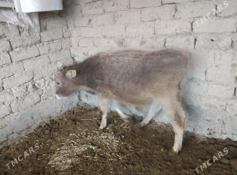 okuz - Bäherden - img 1